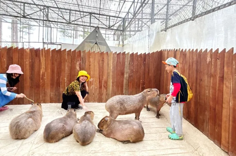 Capybara co o viet nam khong