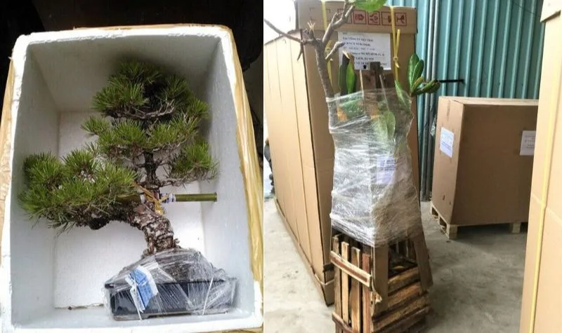 Van chuyen cay canh tu nhat ve viet nam